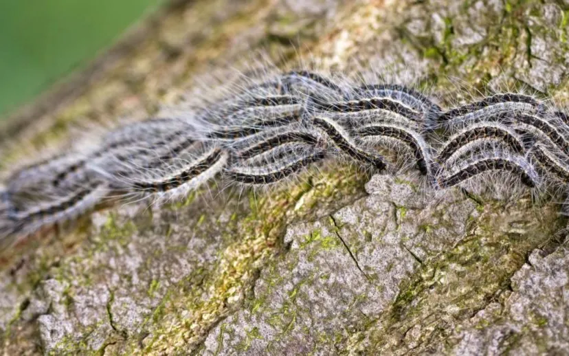 67342064 2287663144644577 4919679467548311552 o 915x518