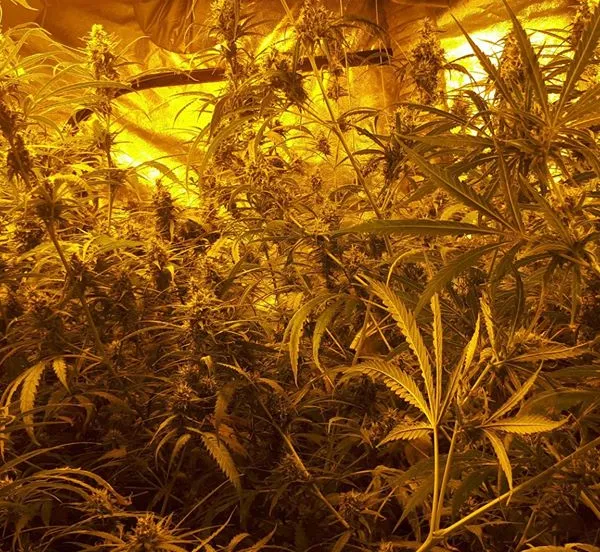 67653844 364629937586599 1069092908449136640 n