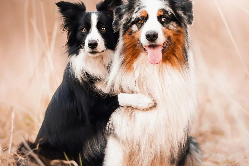 74286083 139850920730001 6471961376528007168 o