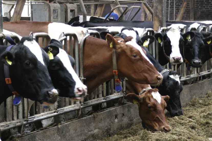 cows food eat farm lower saxony cattle stall factory farming 920175