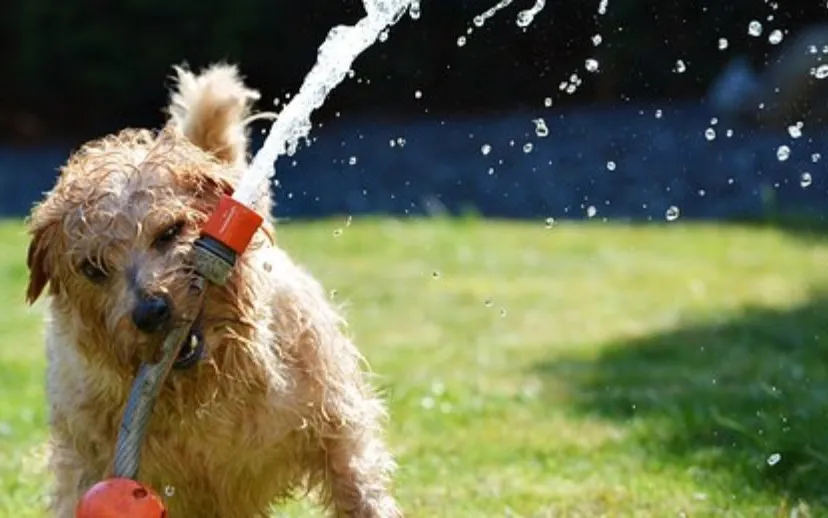 dog 1310545 340 915x518