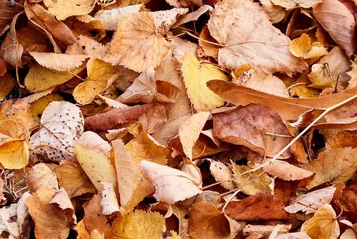 fall foliage 4492320 340