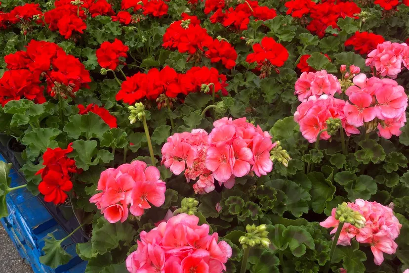 geraniums