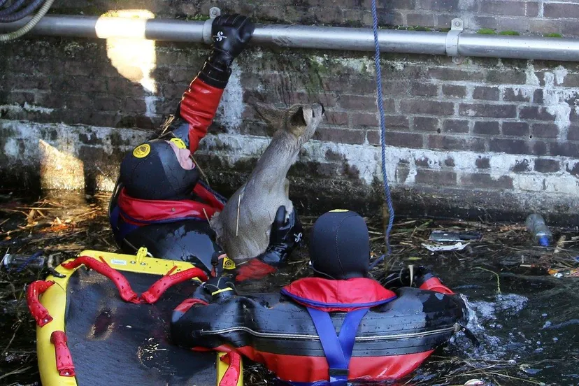 hert in kanaal zuid willemsvaart de nbosch 6
