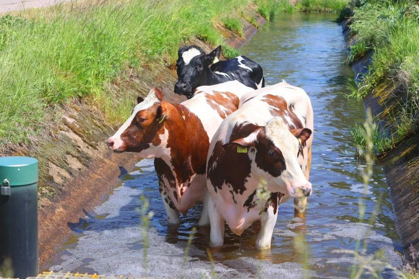 koeien te water water 5