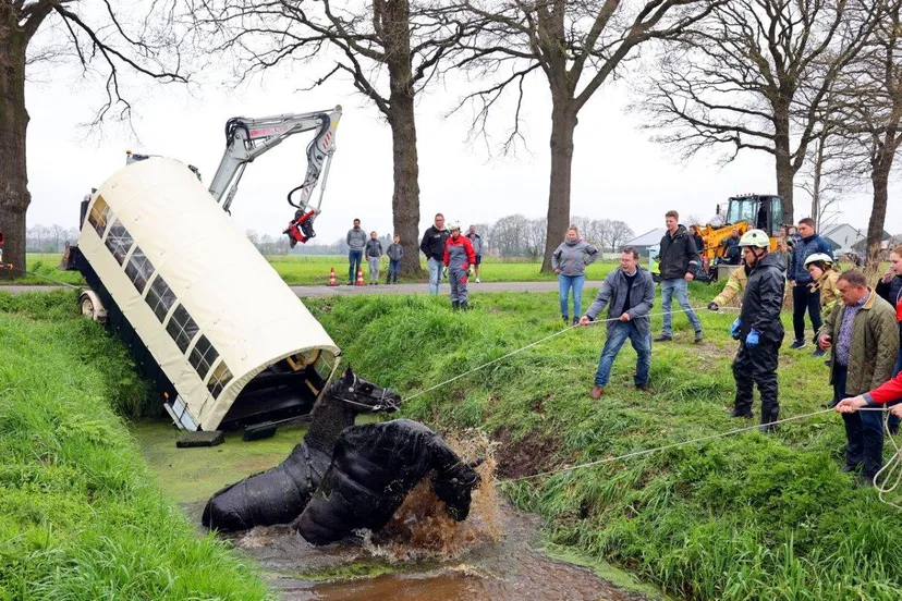 paardne in sloot berlicum 0