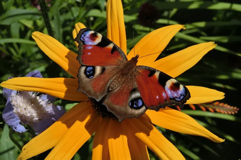 peacock 1878396 960 720