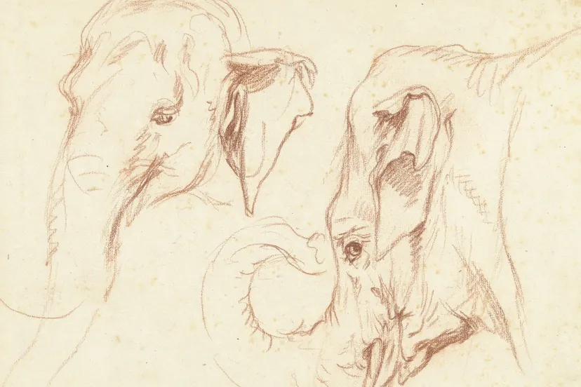 petrus camper twee schetsen van de kop van een olifant ca 1786