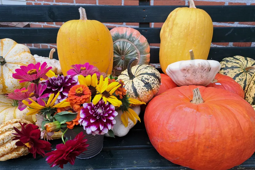 pompoenen 2023 scaled