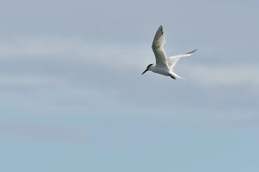sandwich tern 7390889 960 720