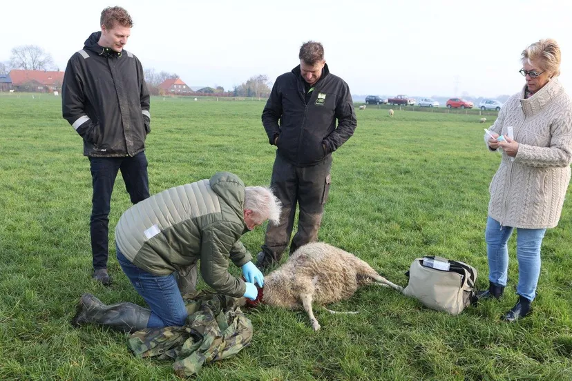 schapen dood gebeten door wolf 7