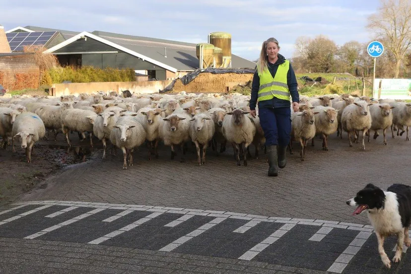 schapen door straten van helvoirt 8