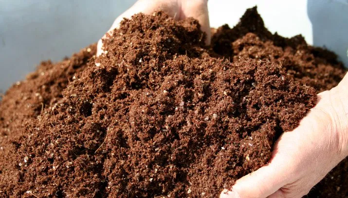 seedcompost011 715x408