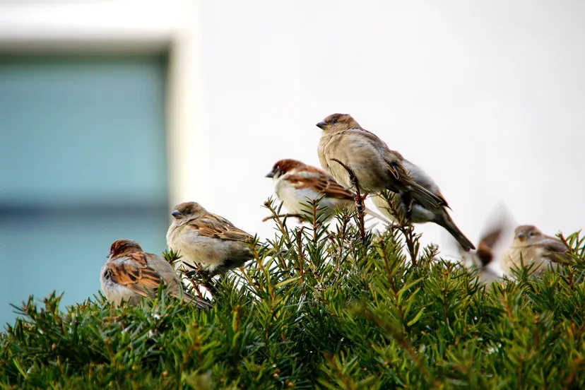 sparrow 1046690 1280