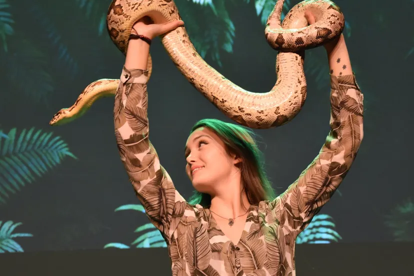 sterrin smalbrugge copyright cleared 1700 x 820