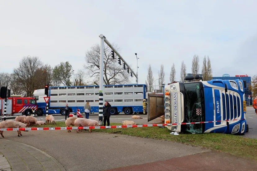 vrachtwagen varkesn 2