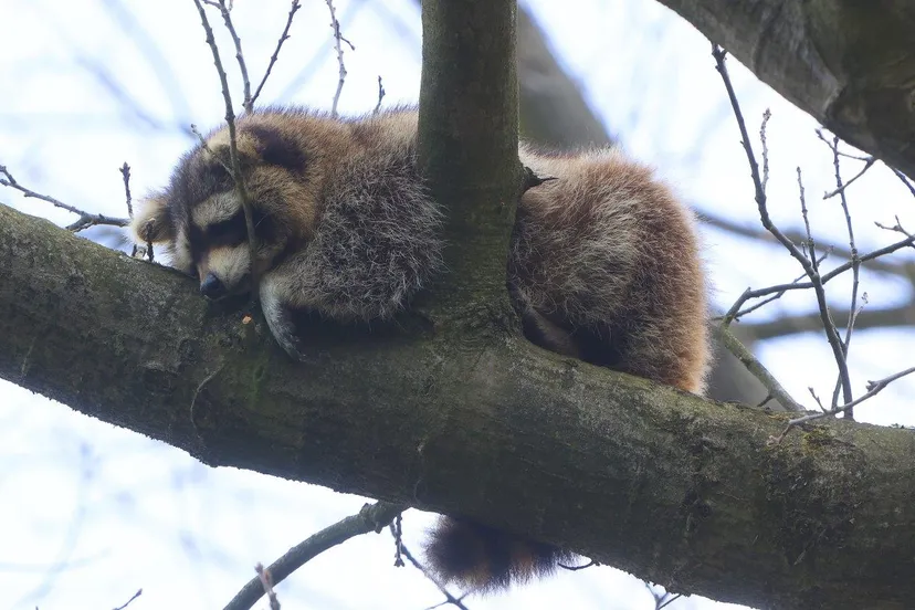 wasbeer in boom vught 2