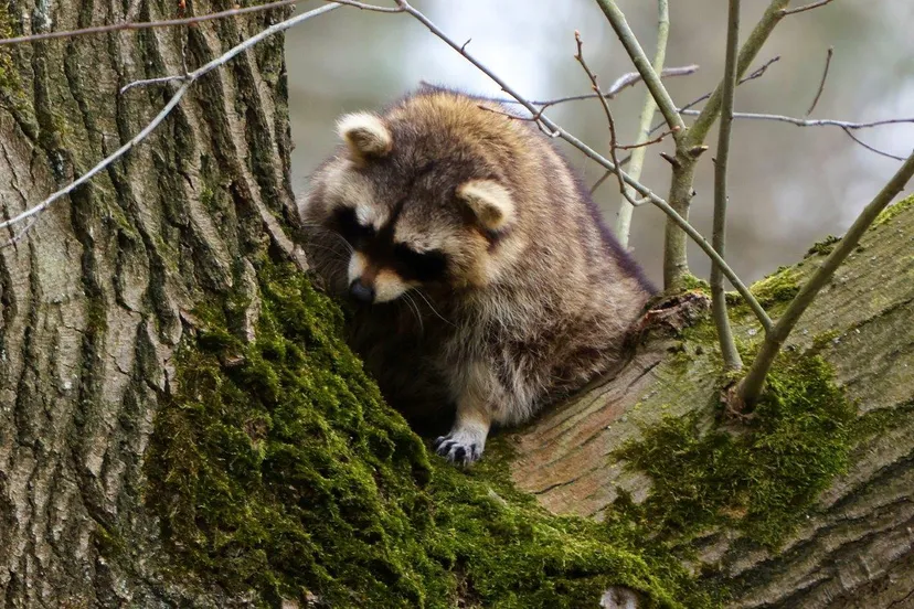 wasbeer vught dag twee 7