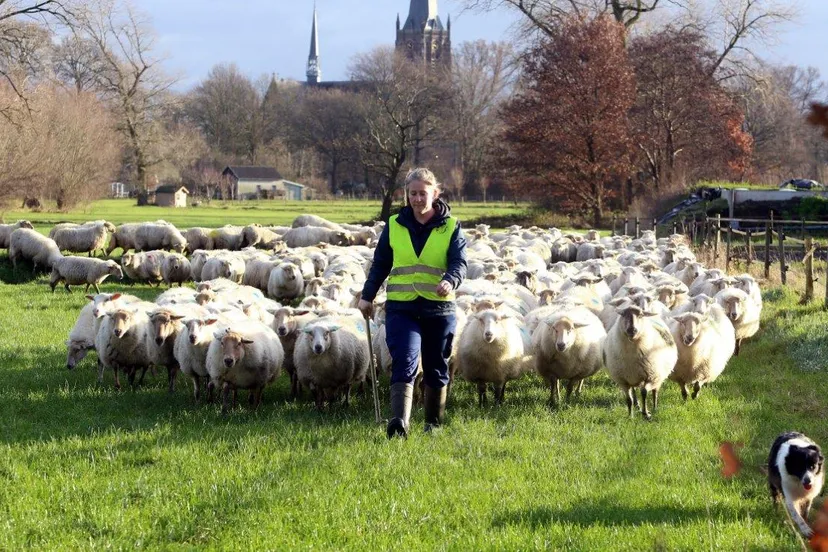 schapen door straten van helvoirt 1