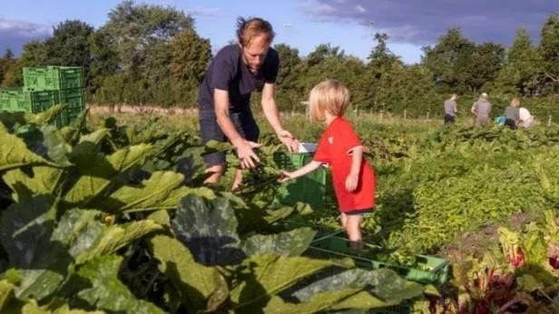 herenboeren wilhelminapark samen oogsten 2