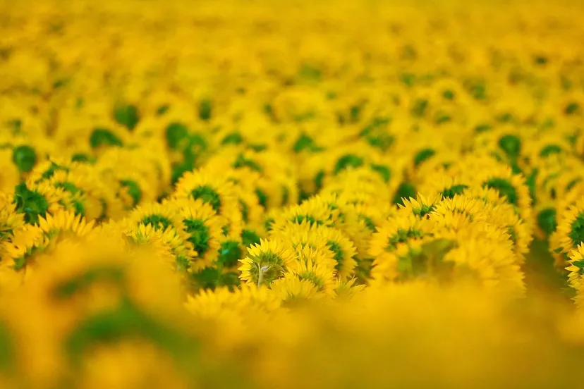 sunflowers 7706977 1280