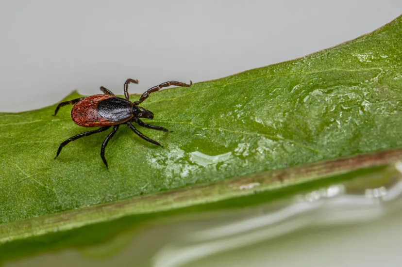 pexels-erik-karits-2093459-31472707