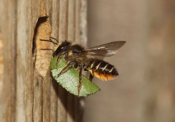 csm_behangersbij_voor_haar_nestgang__c__P._van_Breugel_resize_264c8677ac