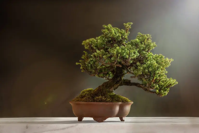 luca_finardi-bonsai-6114252_1920