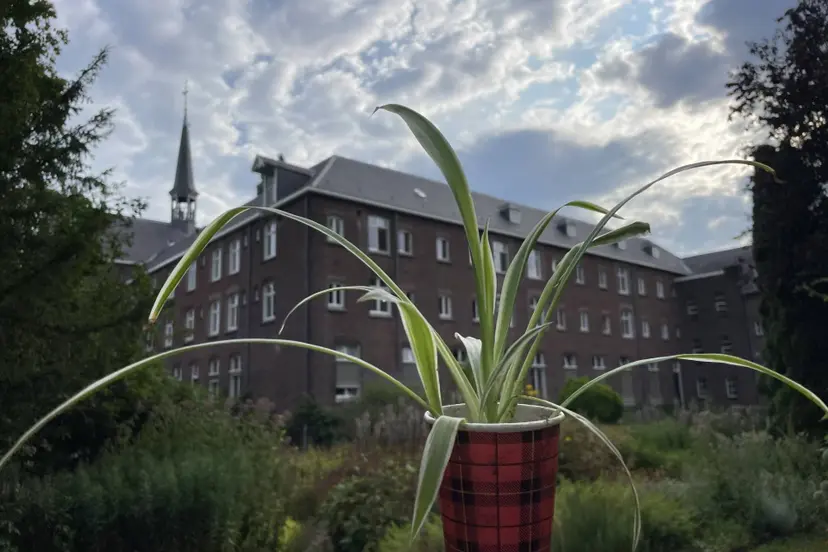 Stadsklooster met graslelie