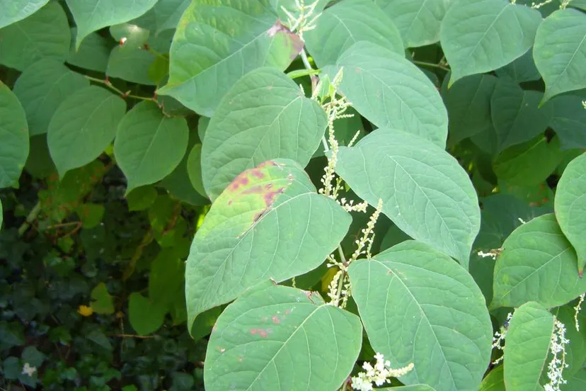 32778587 1702718903174737 5321530115434217472 o