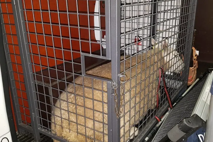 38843427 1802025386547079 4789723072955416576 o e1533887291675