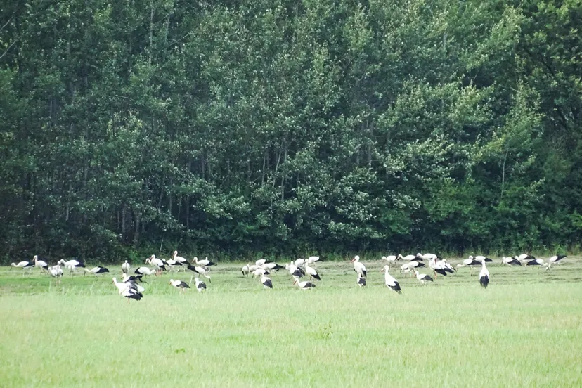 39536142 1855159691269277 5911146034737709056 n