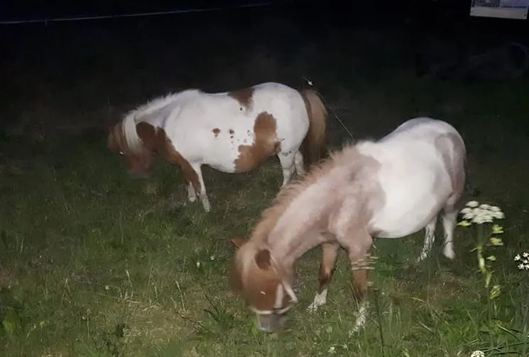 67233433 2341328082616804 3605607925252358144 n e1564211404930