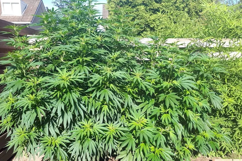 70337958 2420675234682088 8993483207961739264 o e1567674385729