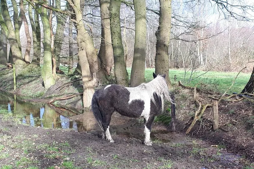 87364733 2799003103515964 1841375113996402688 n e1582715512766