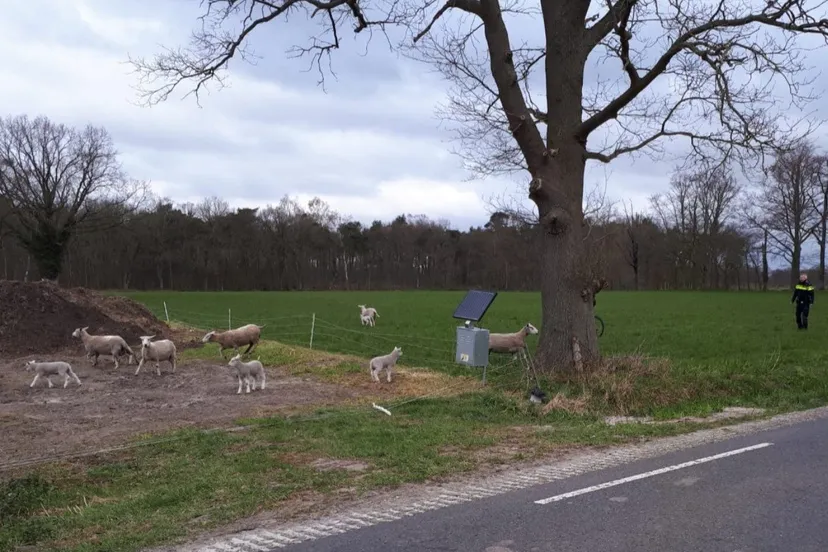 91515166 2868951756521098 1483228833543880704 o e1585478524535