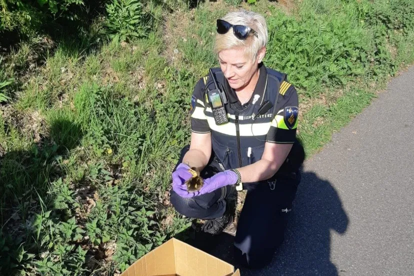 95669680 2951502941599312 2165373913364692992 o e1588663969131