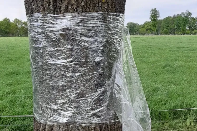 98343265 2990621207717827 7657988583541702656 o e1589895334149