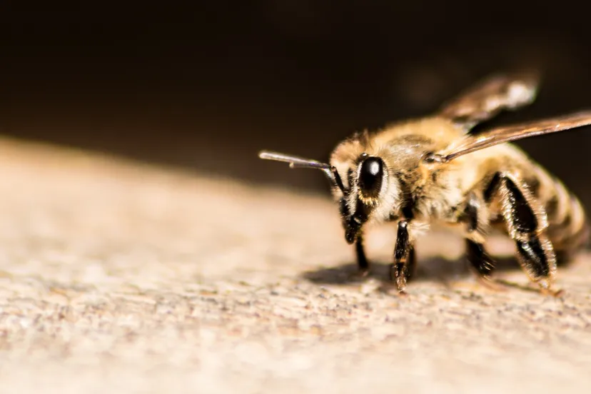 animal animal photography antenna 572067