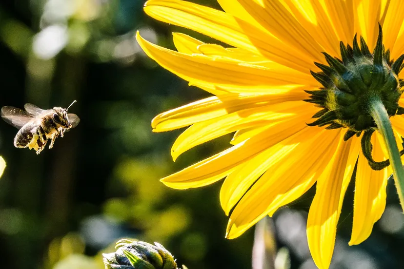 bij met pollen e1519916303337