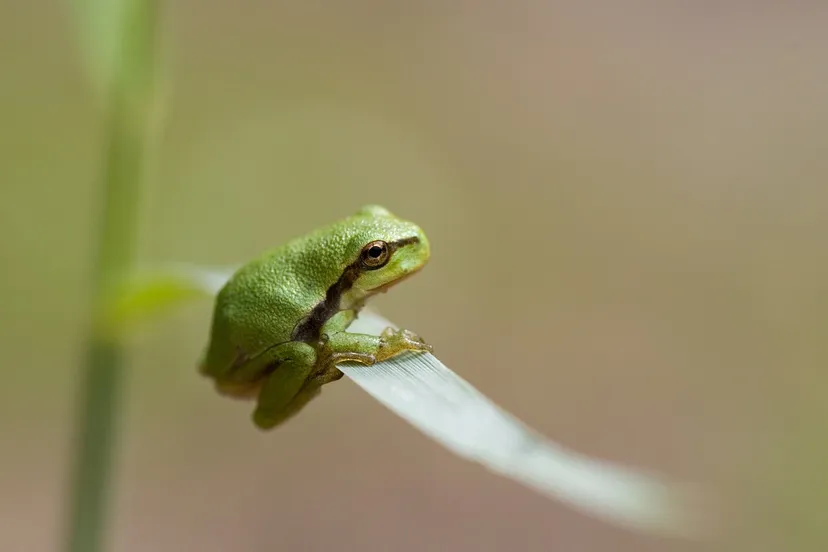 boomkikker mark zekhuis