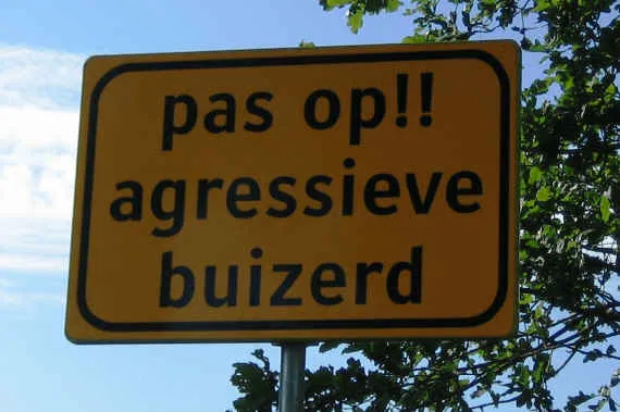 bord agressieve buizerd werkgroep roofvogels