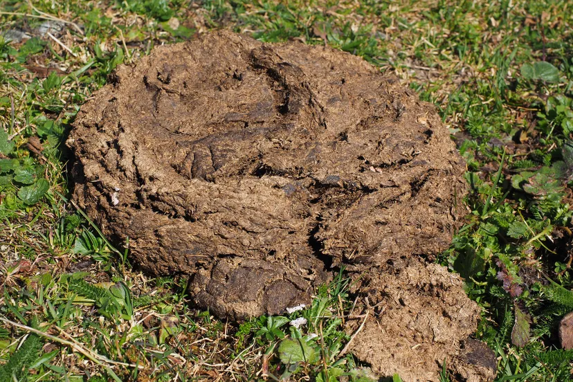 cow dung 2799656 1920