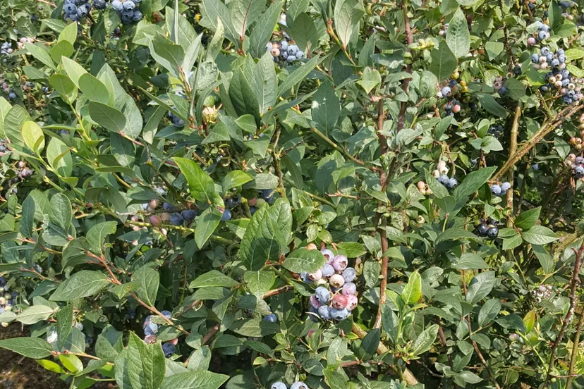 de haarakker 4 e1563123153436