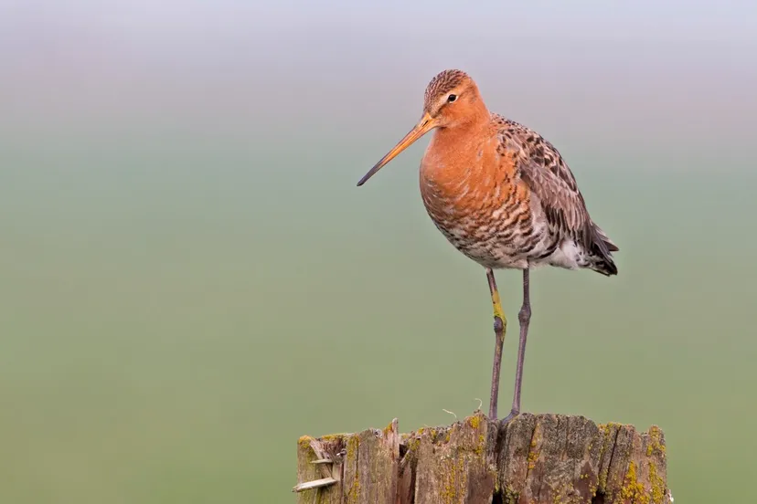 grutto jacob van der weele e1579699624383