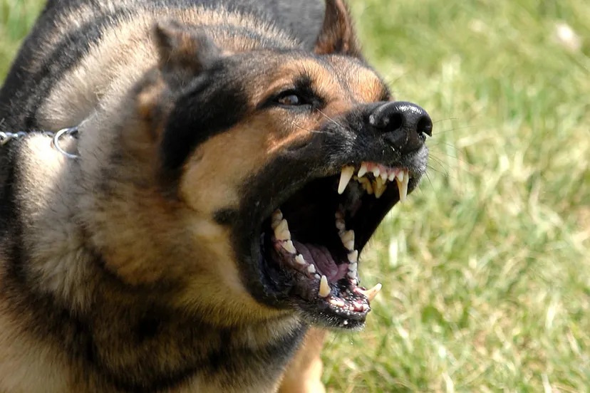 hond blaffen waakhond