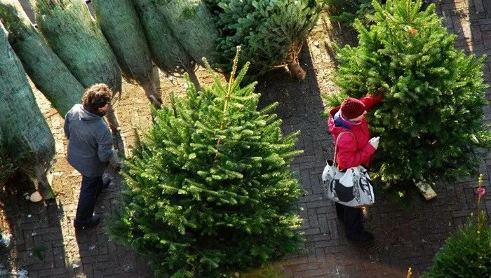 kerstbomen kopen
