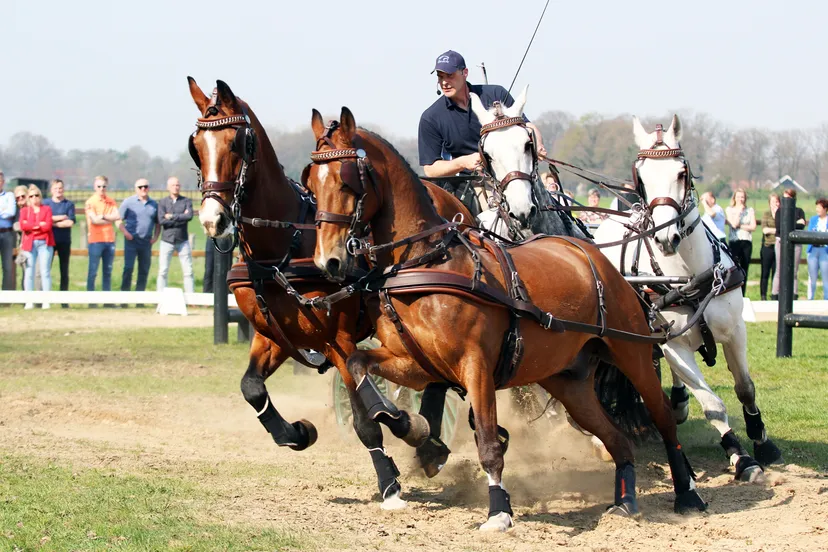 mark weusthof hippisch twente
