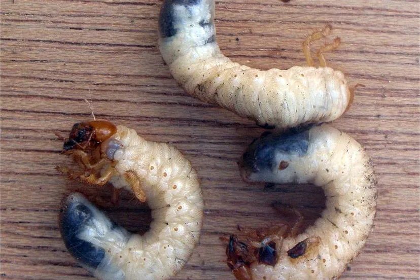 meikeverlarven melolontha melolontha