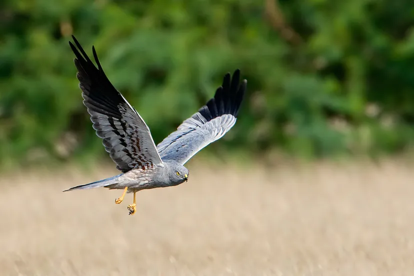 montagus harrier male